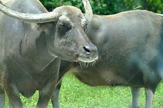 Water Buffalo With Eyes Closed