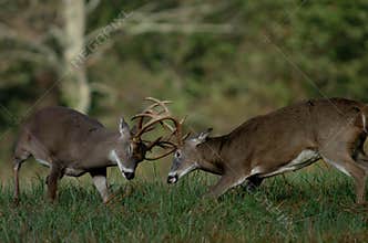 Whitetail deer fighting