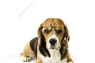 Funny dog beagle in transparent glasses