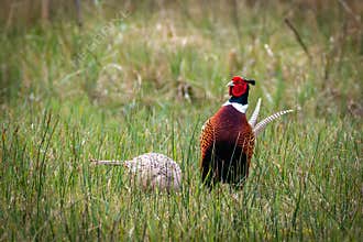 Couple of pheasants in the meadow