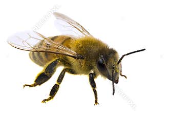 Single Bee isolated on white