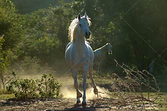 Arabian Horse