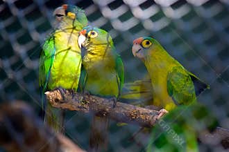 Three Amazon Parrots enjoying themselves!