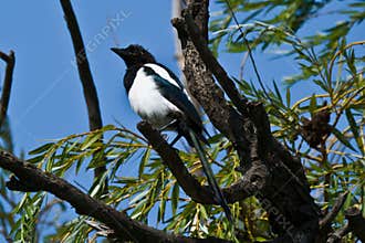 European Magpie