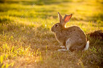 Rabbit in the field