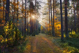 Sunny forest. Fall nature. Sun in forest. Sun shines at path in forest. Sunbeams through autumn trees.