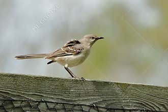Guardian Mockingbird