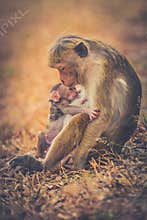 Monkey mom with son puppy. Bonnet macaque monkeys.
