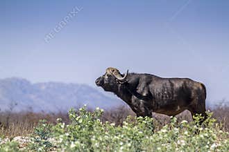 African buffalo in Kruger National park, South Africa