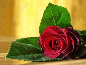 Valentine rose