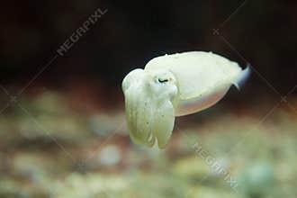 Pharaoh Cuttlefish Sepia pharaonis expands and contracts muscle rings around sac colors in order to show different colors. It is
