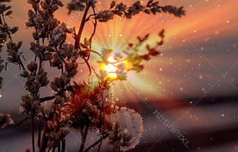 Dry plants with snow at sunset on a frosty day.