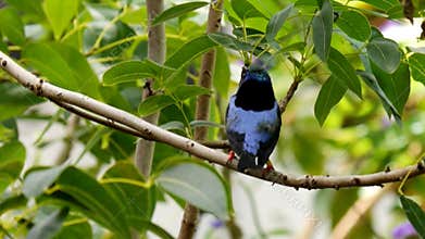 rain forest bird on a branch