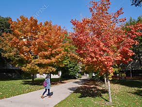 University campus with fall colors