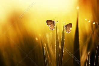 Two butterflies on the leaves
