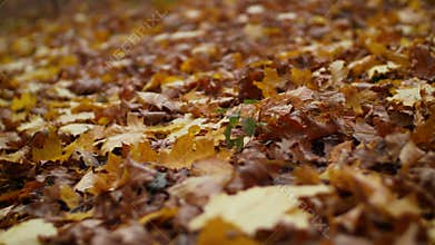 Colorful fallen autumn leaves on ground