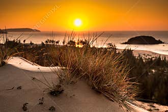 Nature Seascape with View of Glowing Sun through A Wild Bush at Gorgeous Orange Sunrise