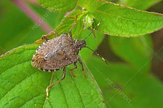 Brown marmorated stink bug Halyomorpha halys adult