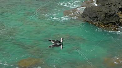 Wild duck swimming in a lake with lovely scenery of green water and rocks