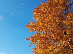 Orange autumn maple tree