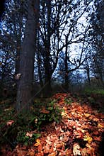 Orange Autumn Leaf Pathway through Dark Forest