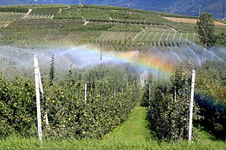 Rainbow by irrigation of an apple orchard, Italy