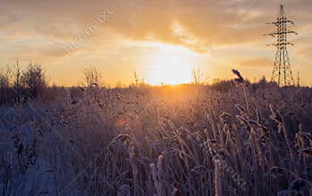Beautiful winter landscape, in a field with snow-covered tall grass.