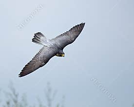 Peregrine Falcon