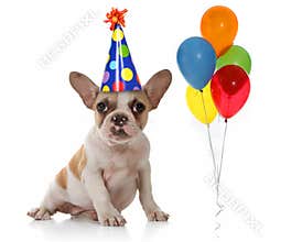 Dog With Birthday Party Hat and Balloons