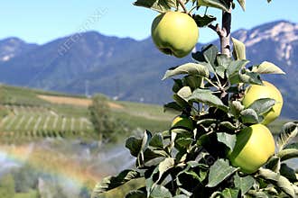 Apple orchards in the Italian Dolomites