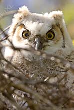 Great Horned Owl Babies Owlets
