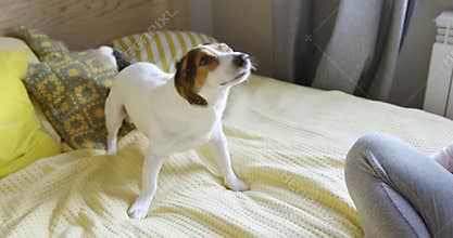 Dog shaking on the bed in the bedroom