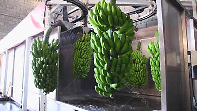 Bunches of banana hanging in a washing machine in food packaging industry.