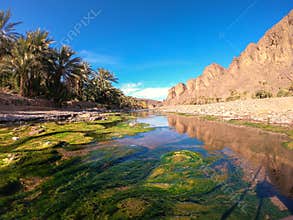 Beautiful Desert oasis landscape in Oasis De Fint near Ourzazate in Morocco, North Africa