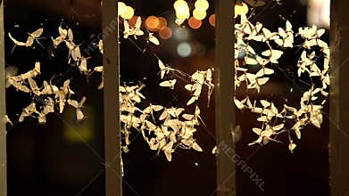 Ephemera hainanensis - mayfly or also known as fish flies, shad flies or up-winged flies. Mayflies swarming around street lights a