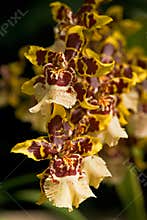 Orchid