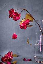 Dying rose on a vase