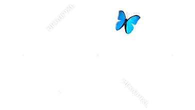 Morpho Menelaus Blue Butterfly Flying on a Green Screen. Two Beautiful 3d Animations. 2nd the butterfly flies not so