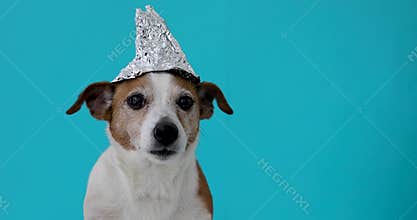 Scared dog in a foil hat