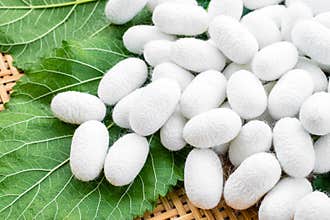 White silk cocoon