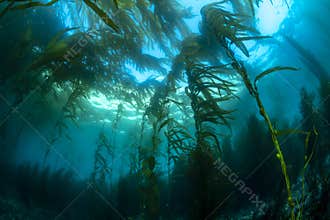 California Kelp Bed