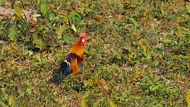 Red Jungle Fowl