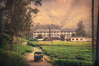 Traveling Asia Sri Lanka on tea factory plantation fields sunrise scenery in Sri Lanka Nuwara Eliya