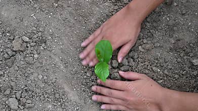 People are planting trees from the top view video 4 K