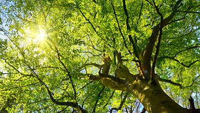 The sun gently shining through a large beech tree