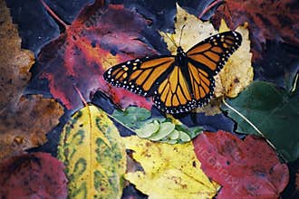 Fall Butterfly