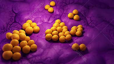 Staphylococcus bacteria
