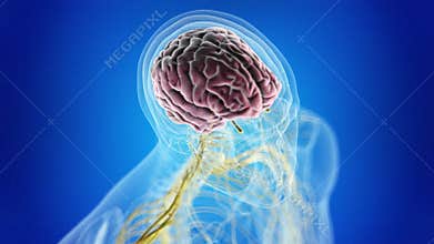the human brain and nervous system