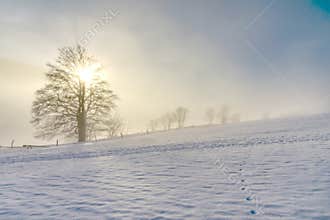 Lonely old tree in the frozen winter
