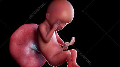 A human fetus week 19